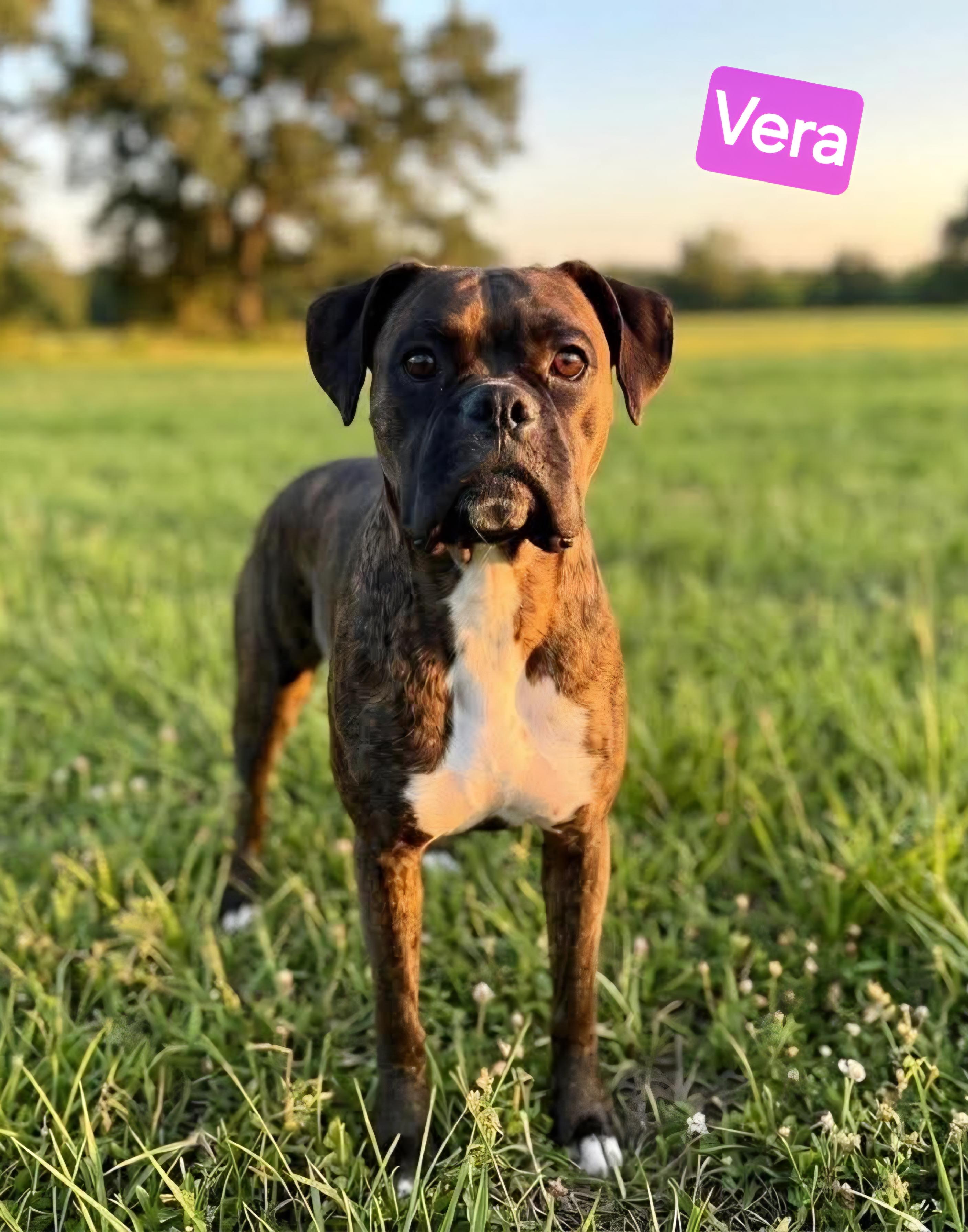 Vera, a ADOPTABLE Boxer in Wheelersburg, OH image 4/5