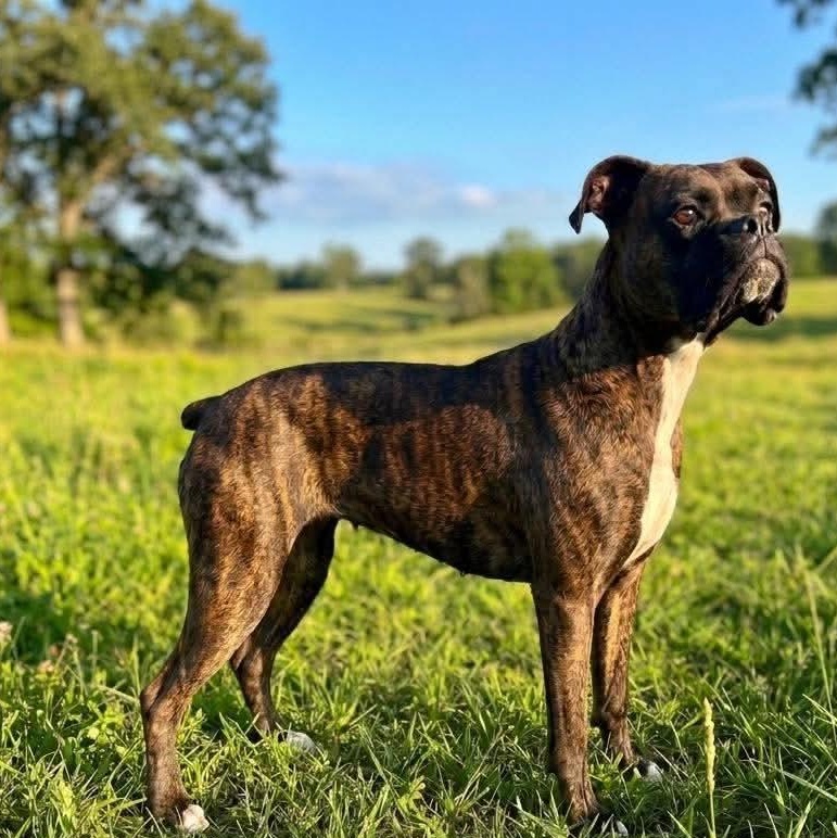 Vera, ADOPTABLE, Young Female Boxer.