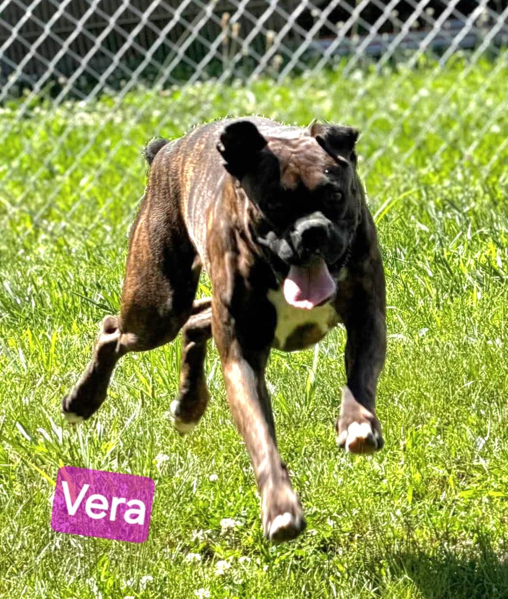 Vera, a ADOPTABLE Boxer in Wheelersburg, OH image 5/5