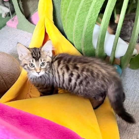 Hawk, a Adoptable mixed breed in Kentwood, MI image 6/6