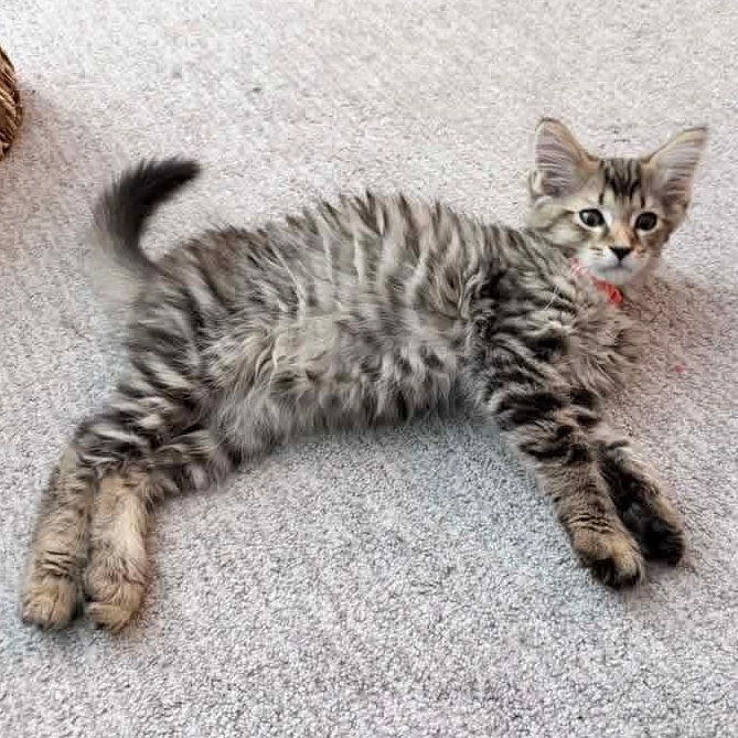 Hawk, Adoptable, Kitten Male Domestic Long Hair & Tabby.