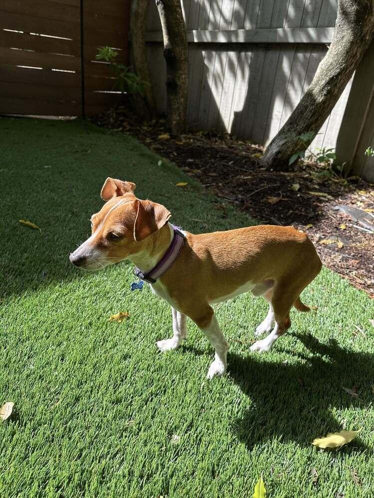 Joey, Adoptable, Adult Male Jack Russell Terrier.