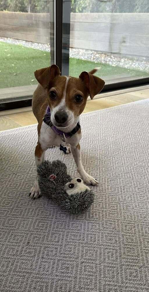 Enlarge Joey, a Adoptable mixed breed in Claremont, CA image 2/5