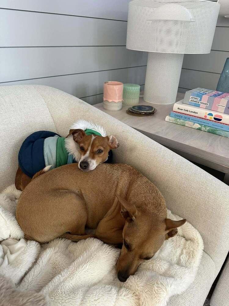 Enlarge Joey, a Adoptable mixed breed in Claremont, CA image 3/5