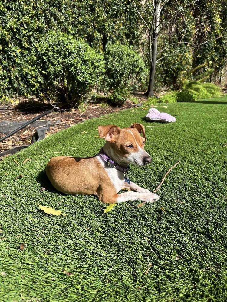 Enlarge Joey, a Adoptable mixed breed in Claremont, CA image 5/5