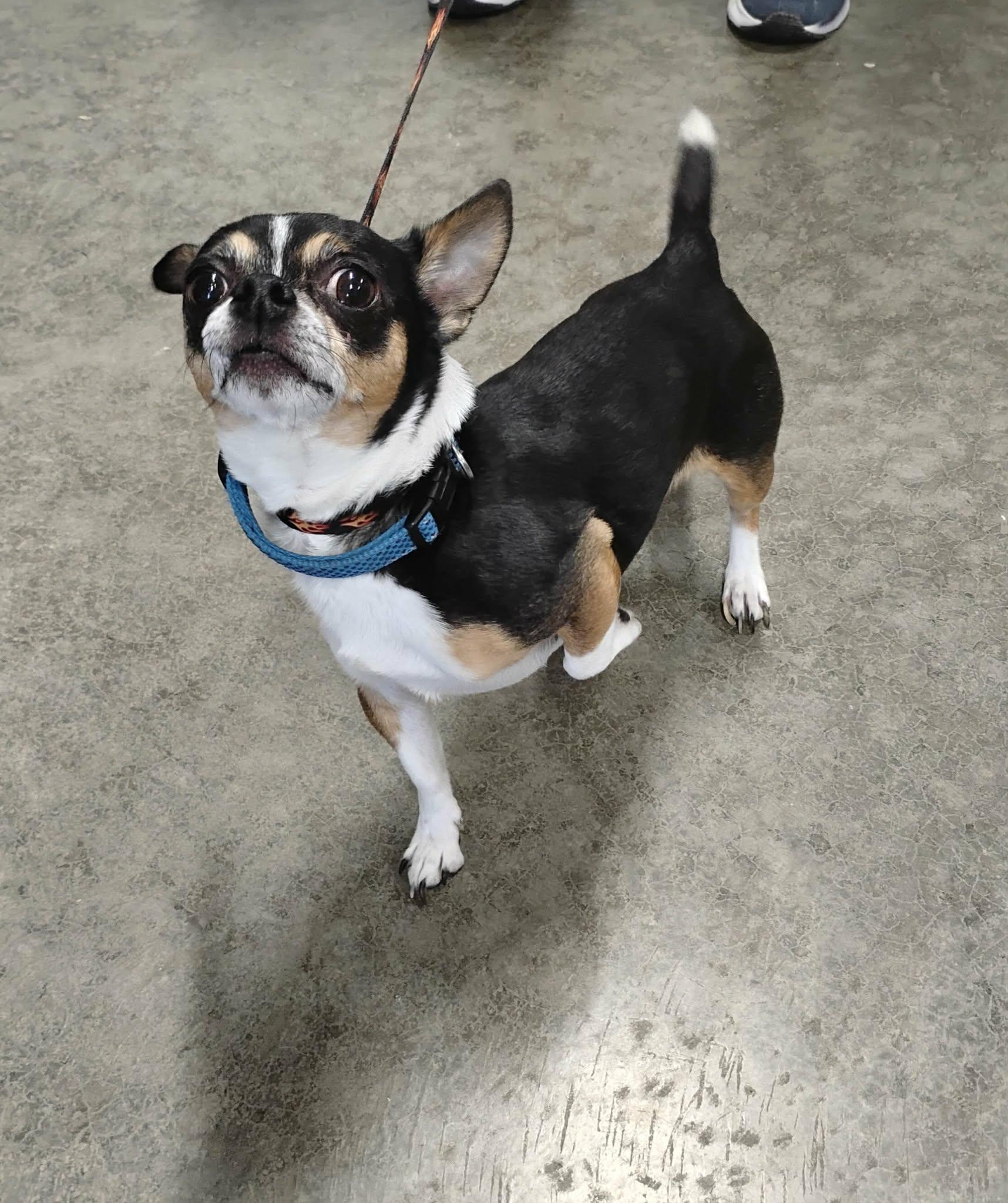 Jax, a ADOPTABLE Chihuahua in Elizabeth, IL image 1/3