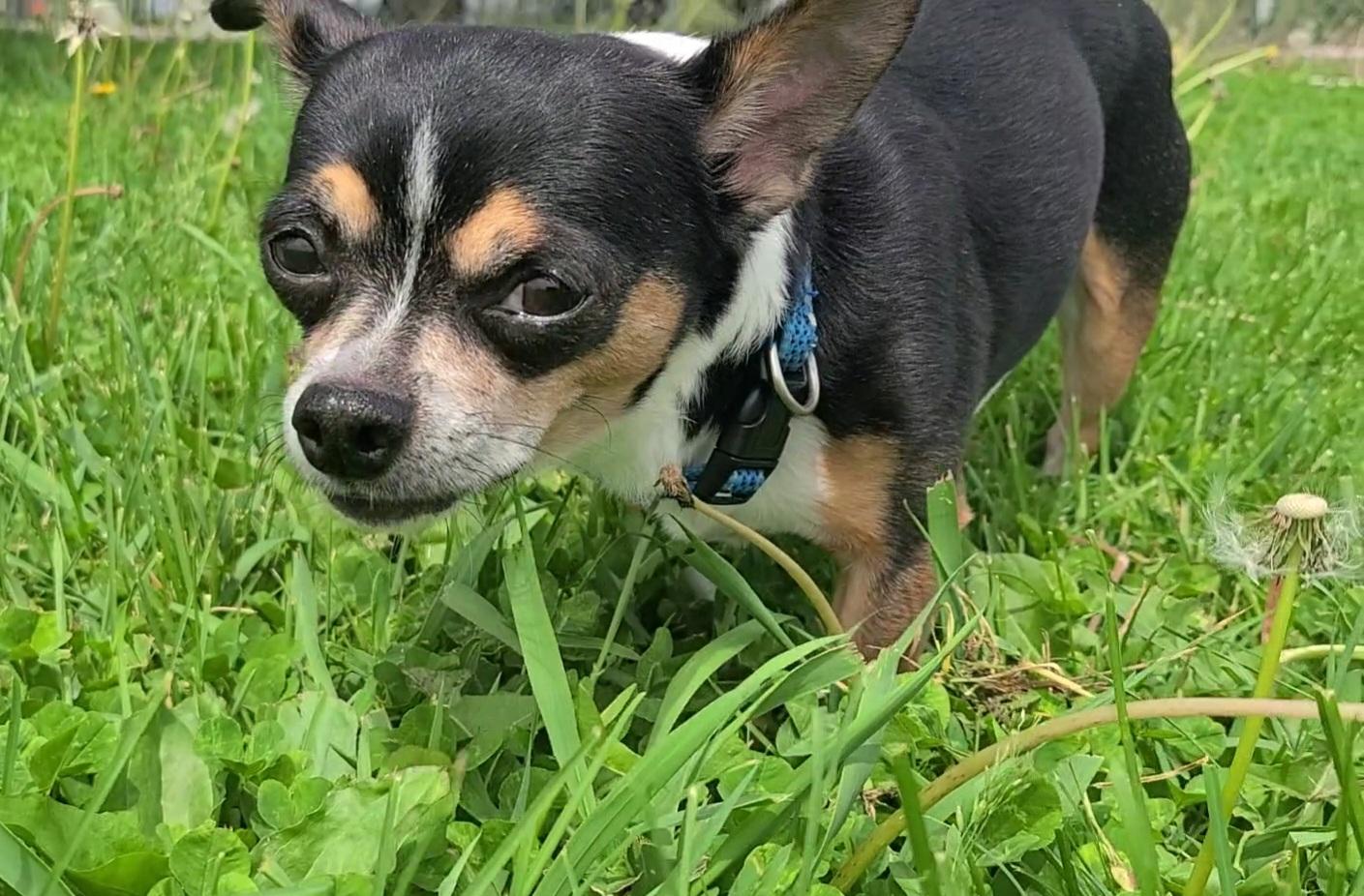 Jax, a ADOPTABLE Chihuahua in Elizabeth, IL image 3/3