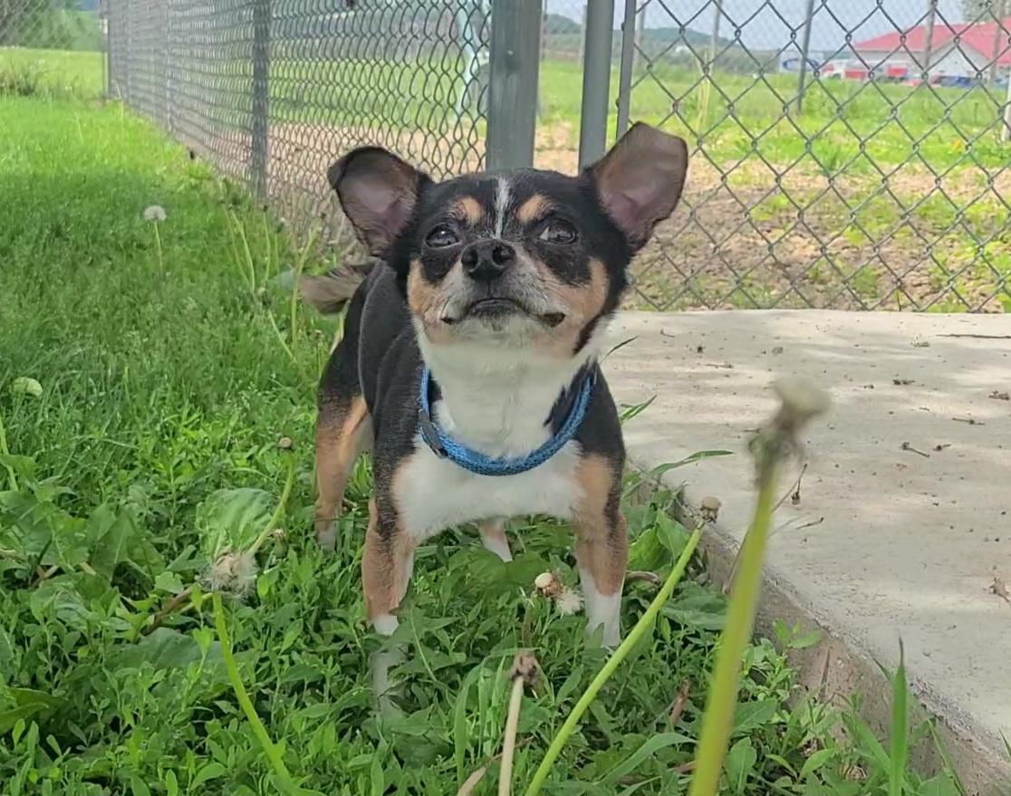 Jax, a ADOPTABLE Chihuahua in Elizabeth, IL image 2/3