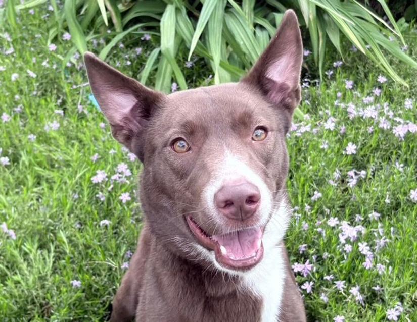 Cookie, Adoptable, Adult Female Australian Kelpie.