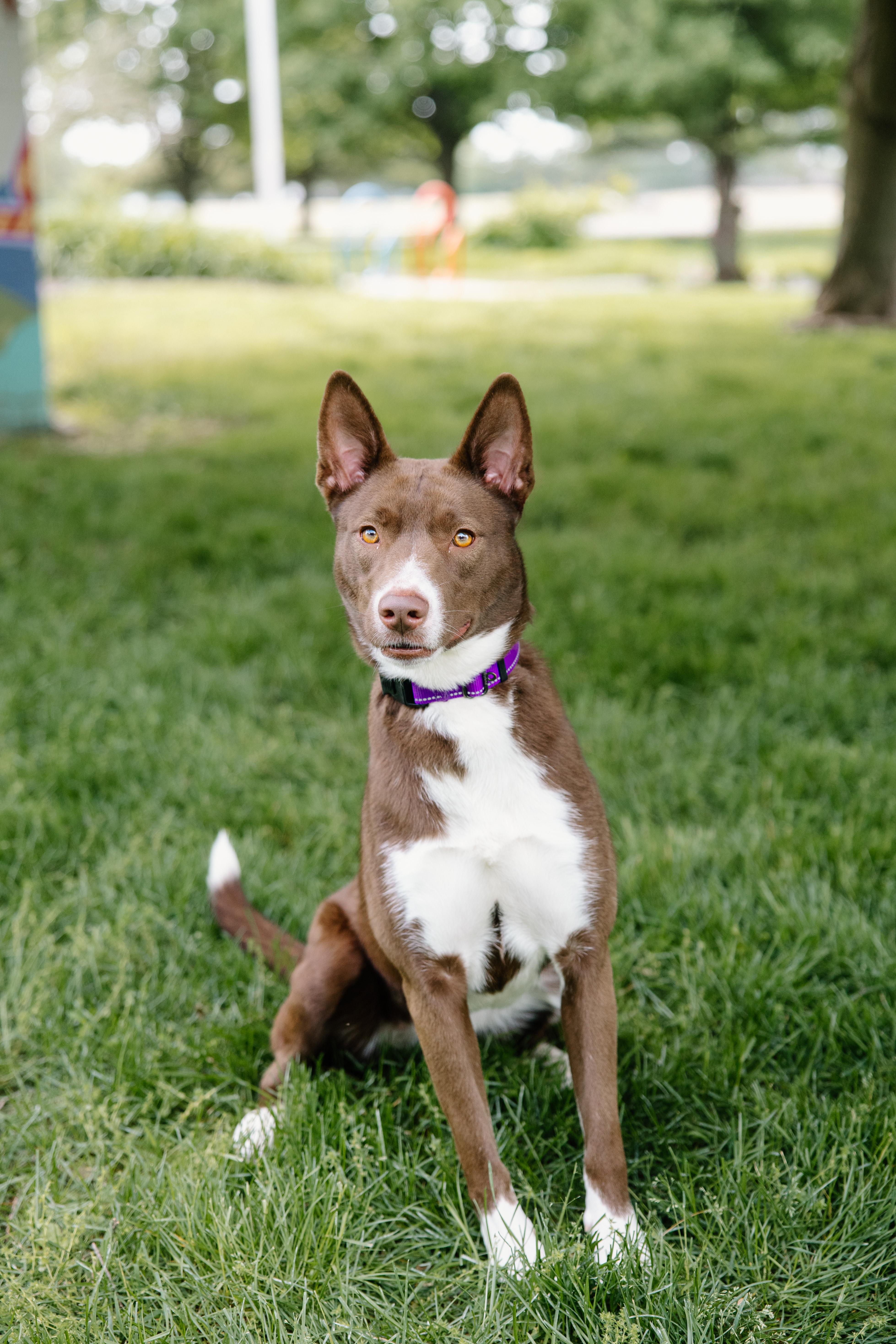 Enlarge Cookie, a Adoptable mixed breed in Columbus, IN image 1/6