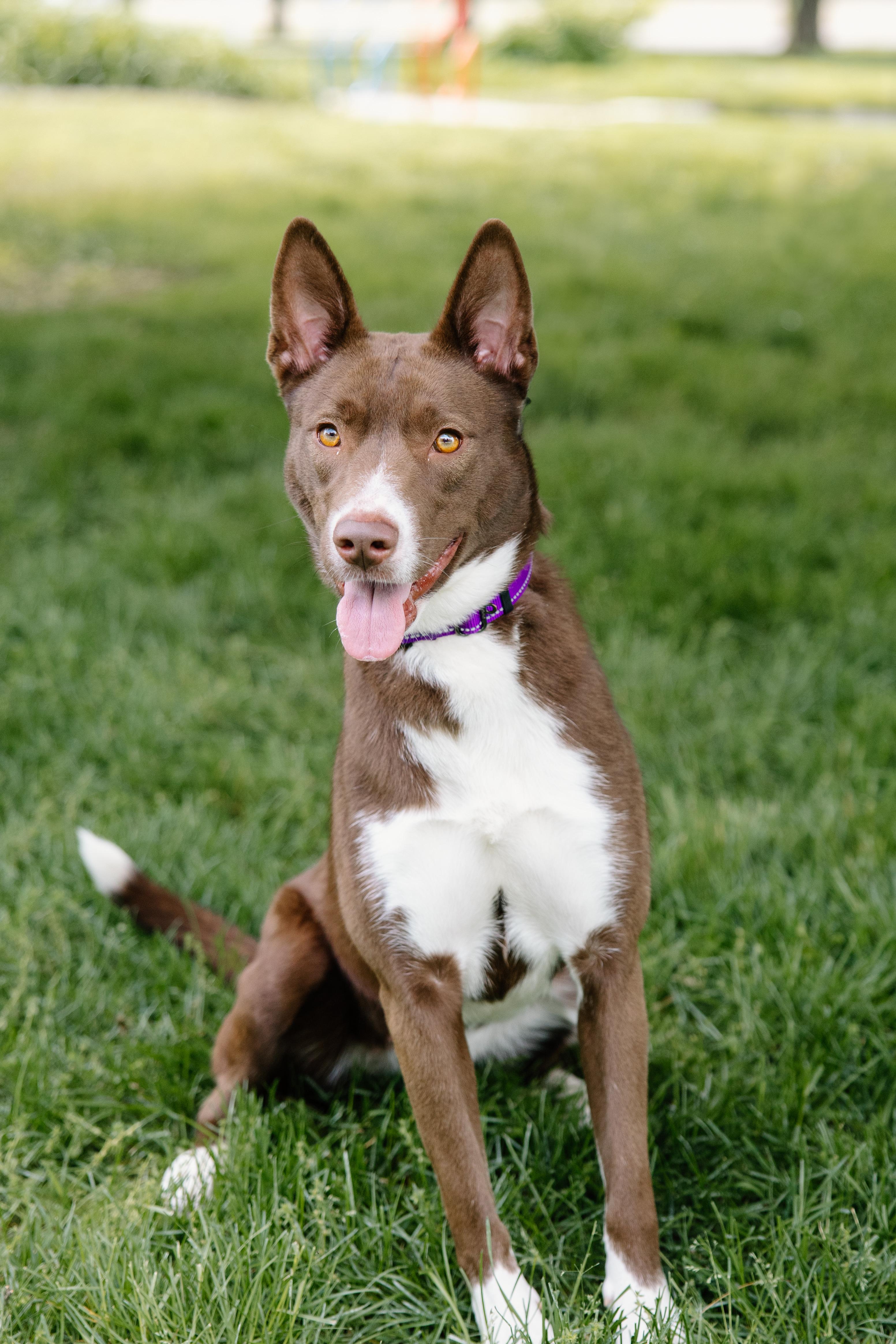 Enlarge Cookie, a Adoptable mixed breed in Columbus, IN image 2/6
