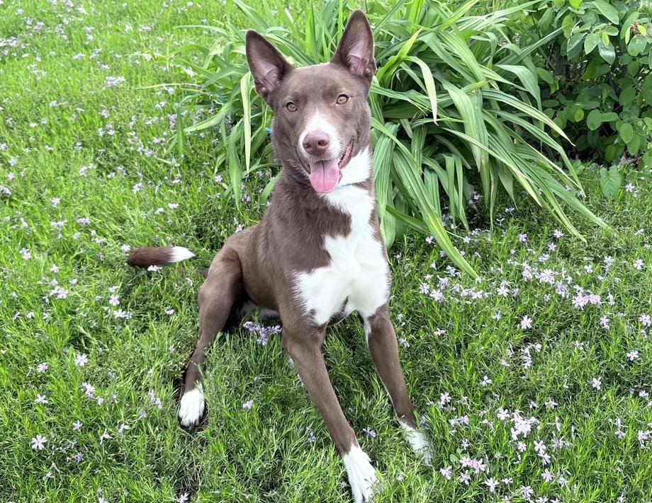 Enlarge Cookie, a Adoptable mixed breed in Columbus, IN image 5/6