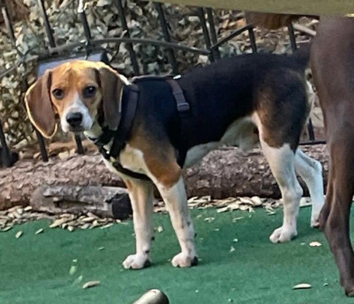 Enlarge Buddy, a Adoptable Beagle in Oceanside, CA image 1/3