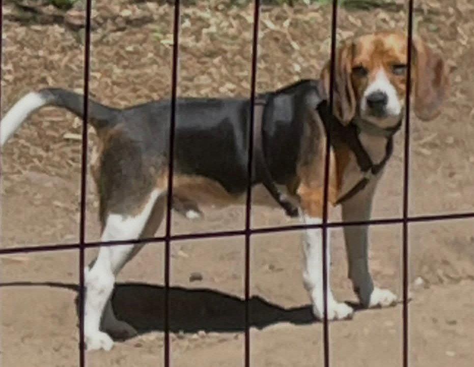 Enlarge Buddy, a Adoptable Beagle in Oceanside, CA image 2/3