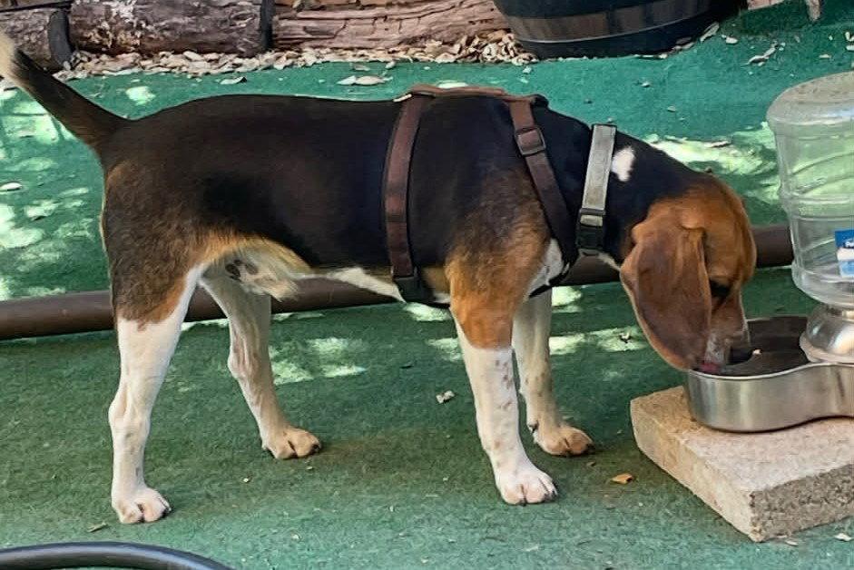 Enlarge Buddy, a Adoptable Beagle in Oceanside, CA image 3/3