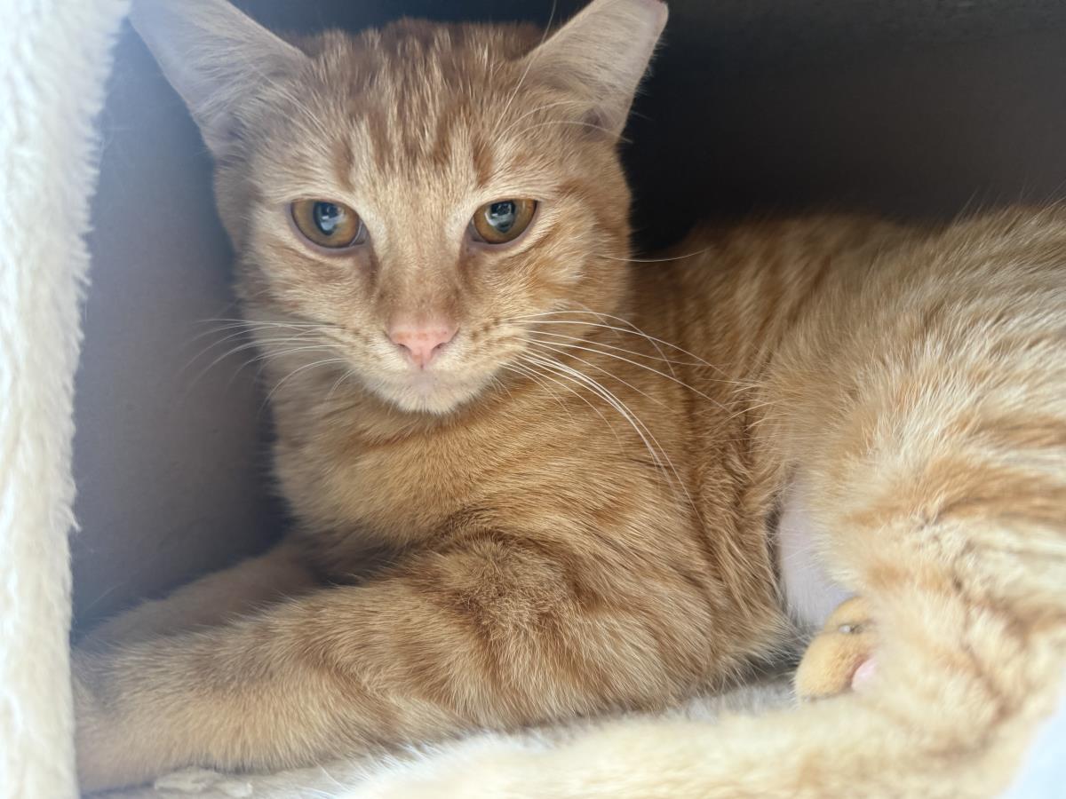 Kelly Garrett, Adoptable, Young Female Domestic Short Hair & Tabby.