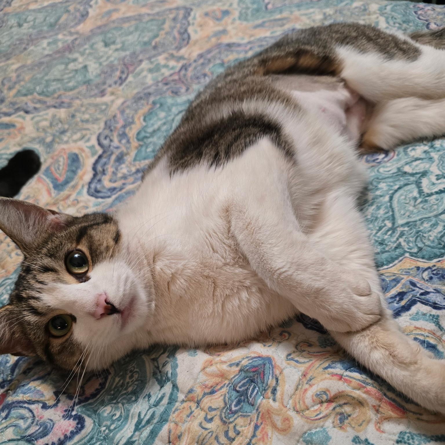 Hope, ADOPTABLE, Adult Female Calico & Tabby.