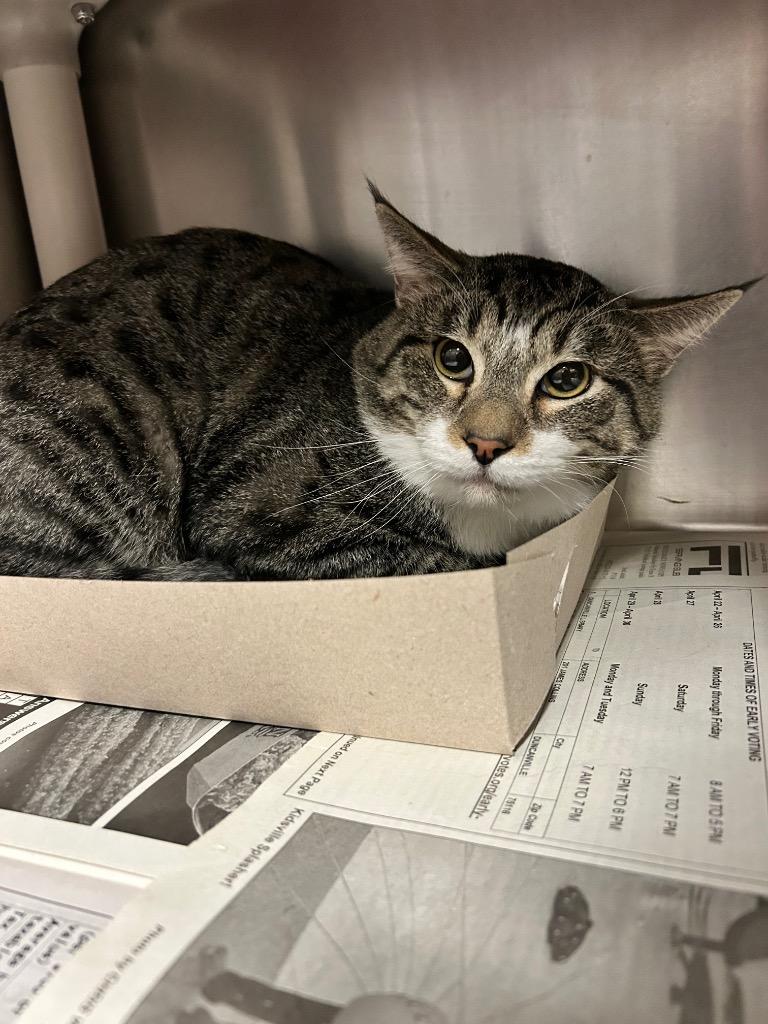 Enlarge Benji, a Adoptable Domestic Short Hair in Red Oak, TX image 1/1