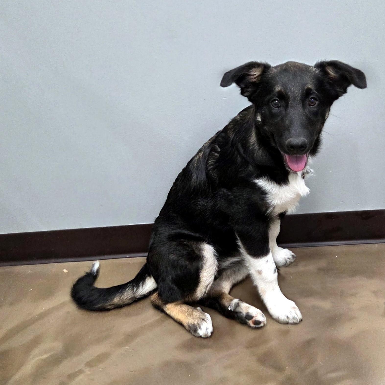Belle , a ADOPTABLE mixed breed in High Ridge, MO image 3/4