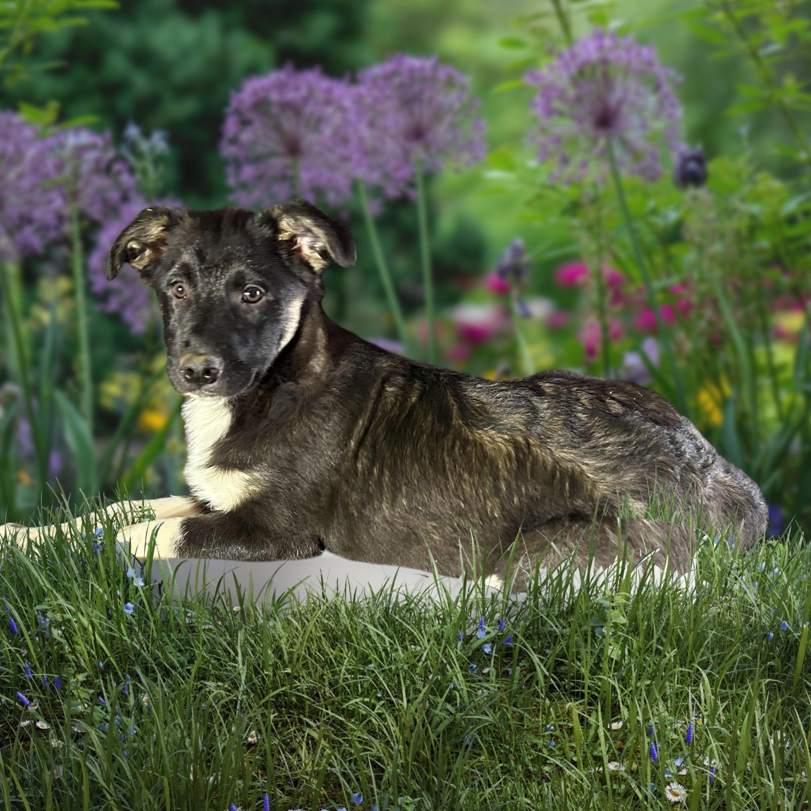 Enlarge Belle , a ADOPTABLE mixed breed in High Ridge, MO image 2/3