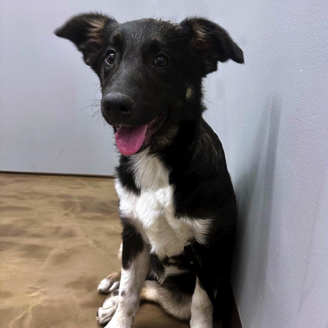 Belle , ADOPTABLE, Puppy Female Australian Shepherd & Great Pyrenees.