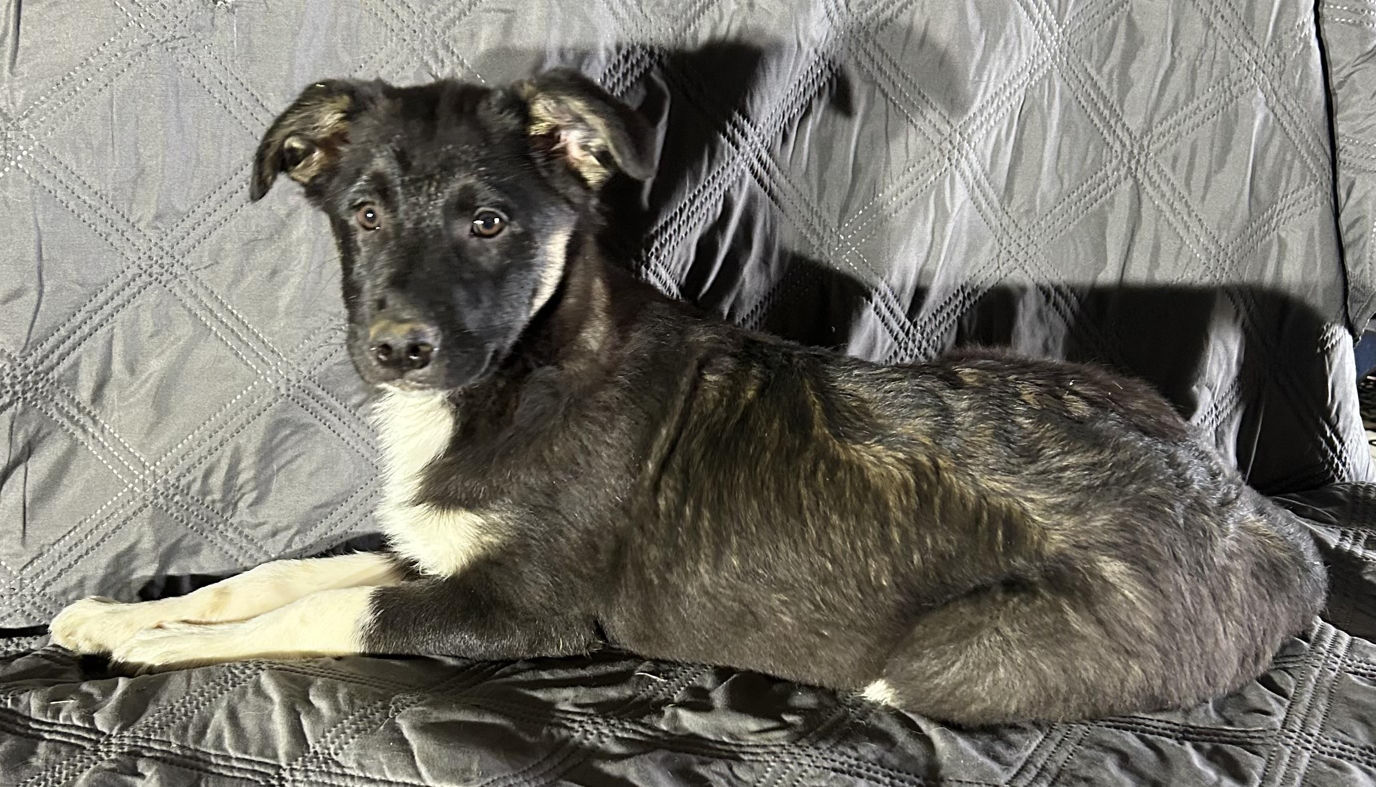 Enlarge Belle , a ADOPTABLE mixed breed in High Ridge, MO image 3/3