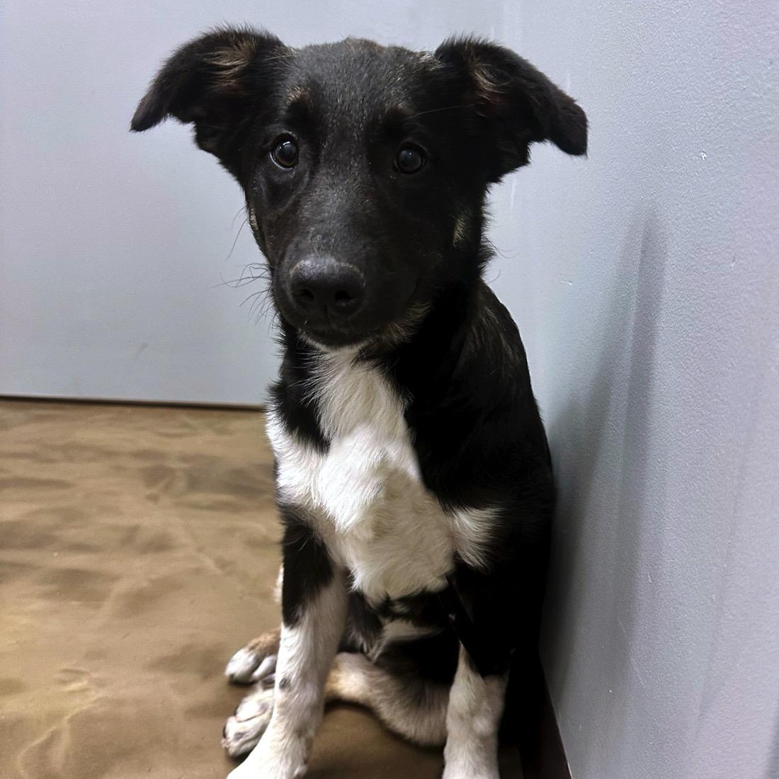 Belle , a ADOPTABLE mixed breed in High Ridge, MO image 2/4