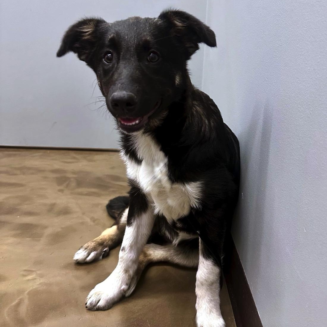 Belle , a ADOPTABLE mixed breed in High Ridge, MO image 4/4