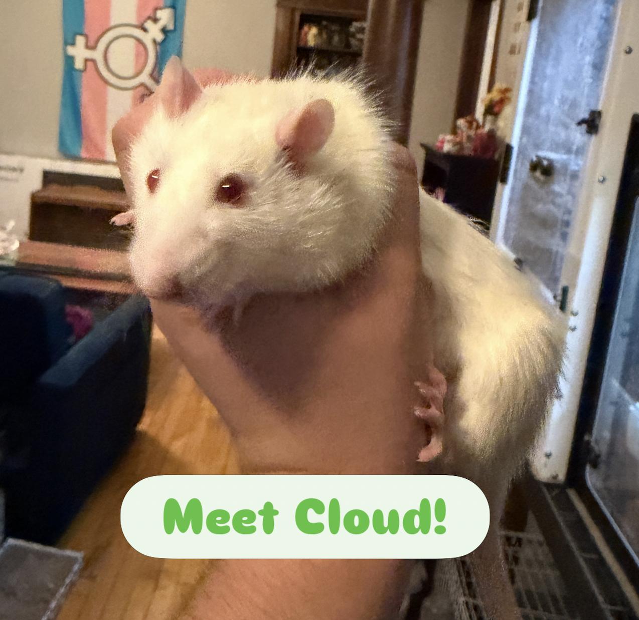 Cloud, ADOPTABLE, Young Male Rat.