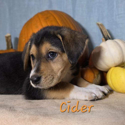 Enlarge Cider, a Adoptable mixed breed in Sanford, NC image 1/6