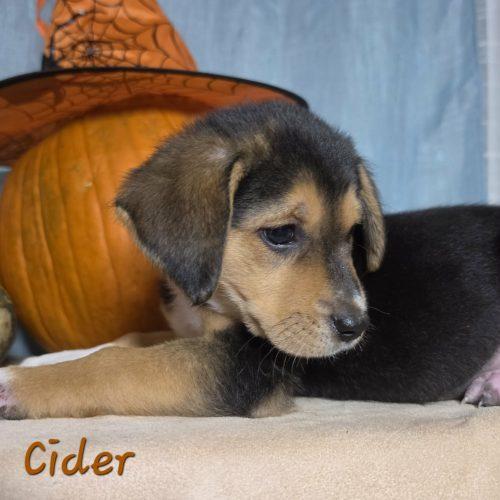 Enlarge Cider, a Adoptable mixed breed in Sanford, NC image 2/6