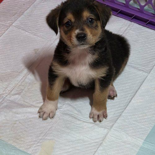 Enlarge Cider, a Adoptable mixed breed in Sanford, NC image 3/6
