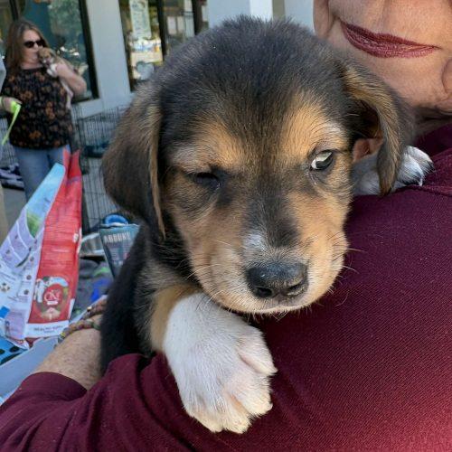 Enlarge Cider, a Adoptable mixed breed in Sanford, NC image 5/6