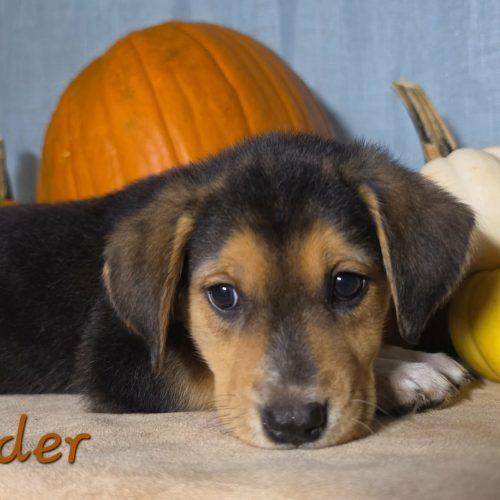 Enlarge Cider, a Adoptable mixed breed in Sanford, NC image 6/6