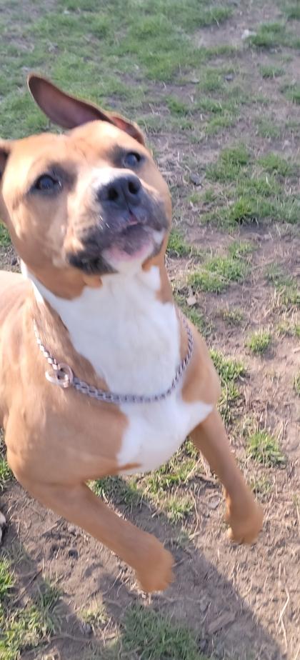 Shoes (HW+), Adoptable, Young Male Terrier & Mixed Breed.