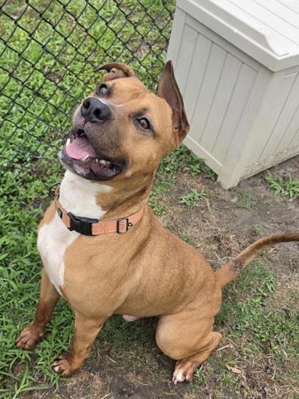 Shoes (HW+), a Adoptable mixed breed in Conway, SC image 1/3