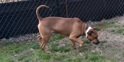 Shoes (HW+), Adoptable, Young Male Terrier & Mixed Breed.