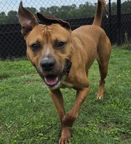 Shoes (HW+), a Adoptable mixed breed in Conway, SC image 2/3