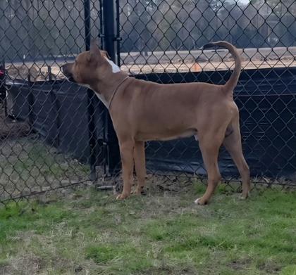 Enlarge Shoes (HW+), a Adoptable mixed breed in Conway, SC image 3/3