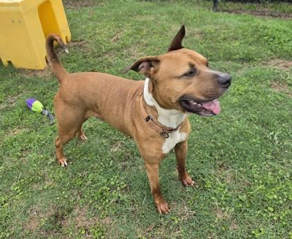 Shoes (HW+), a Adoptable mixed breed in Conway, SC image 3/3