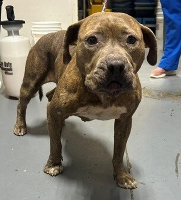 Enlarge 26-07-1915 Zinnia, a Adoptable mixed breed in Dallas, GA image 1/1