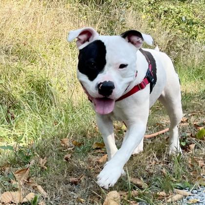 Jamie, Adoptable, Adult Female American Staffordshire Terrier & Mixed Breed.