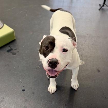 Enlarge Jamie, a Adoptable mixed breed in Camano Island, WA image 2/3