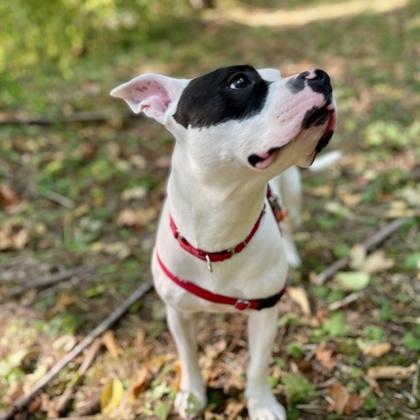 Enlarge Jamie, a Adoptable mixed breed in Camano Island, WA image 3/3