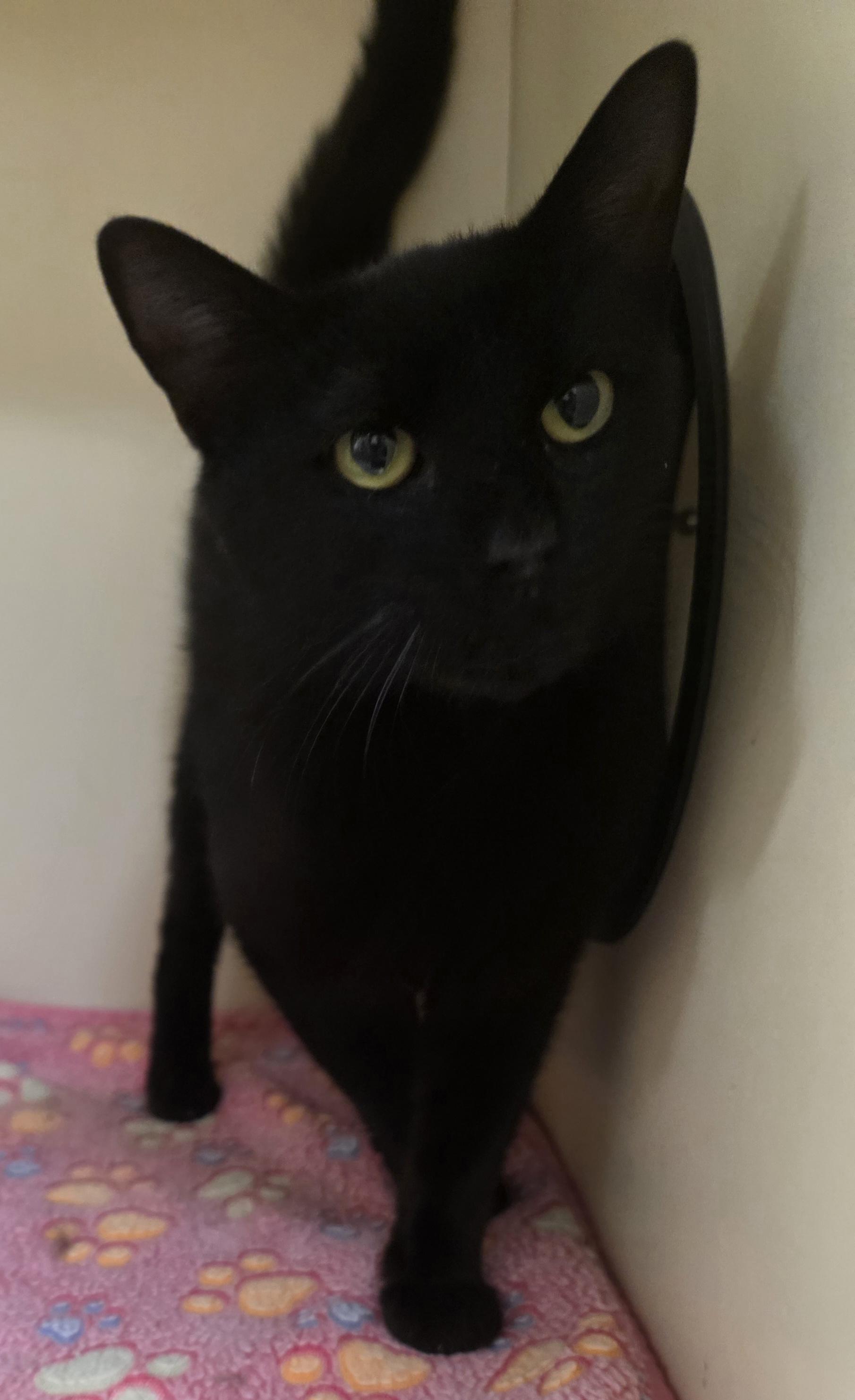 kc26-62, ADOPTABLE, Adult Male Domestic Short Hair.