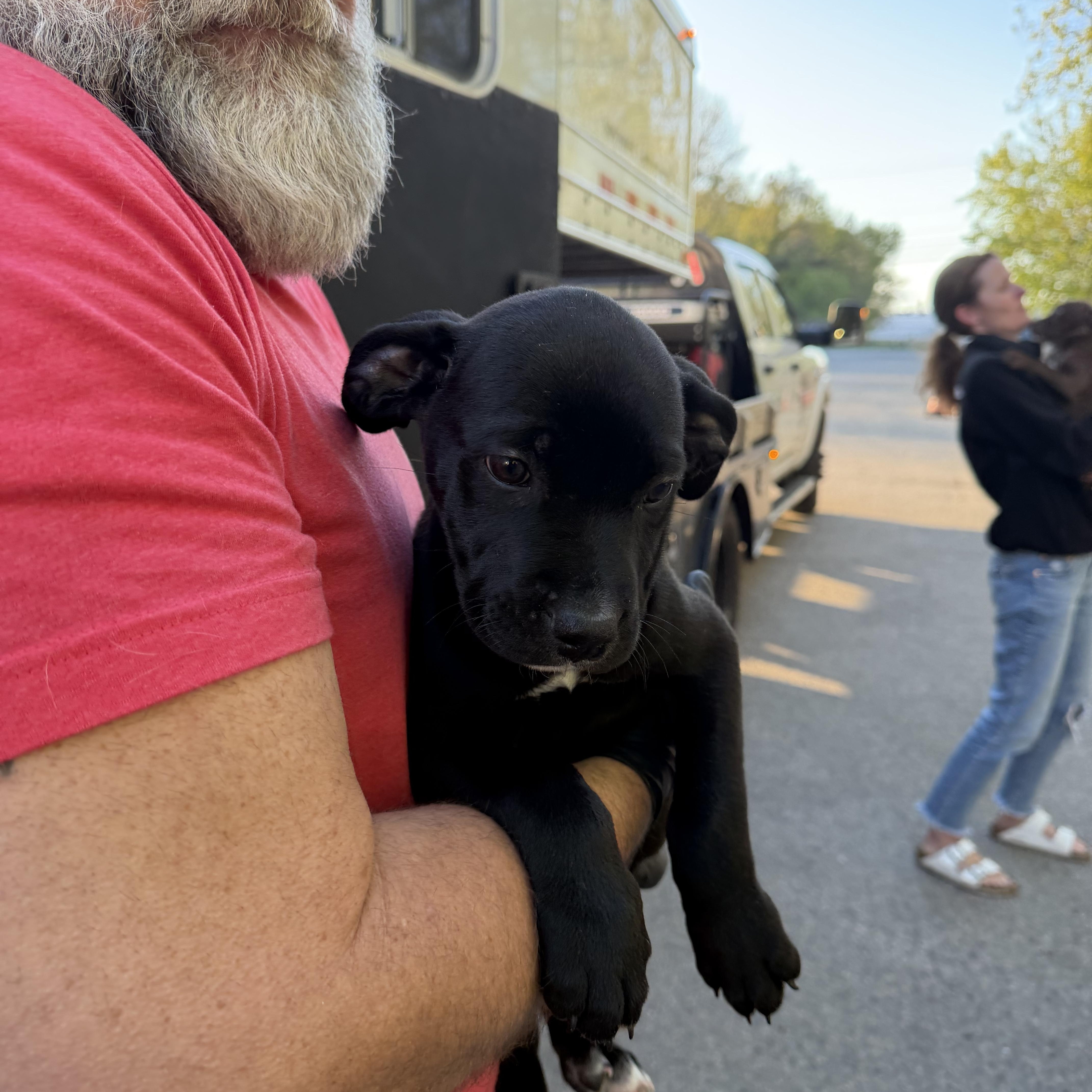 Nala, an adopted mixed breed in Cumberland, RI image 4/5