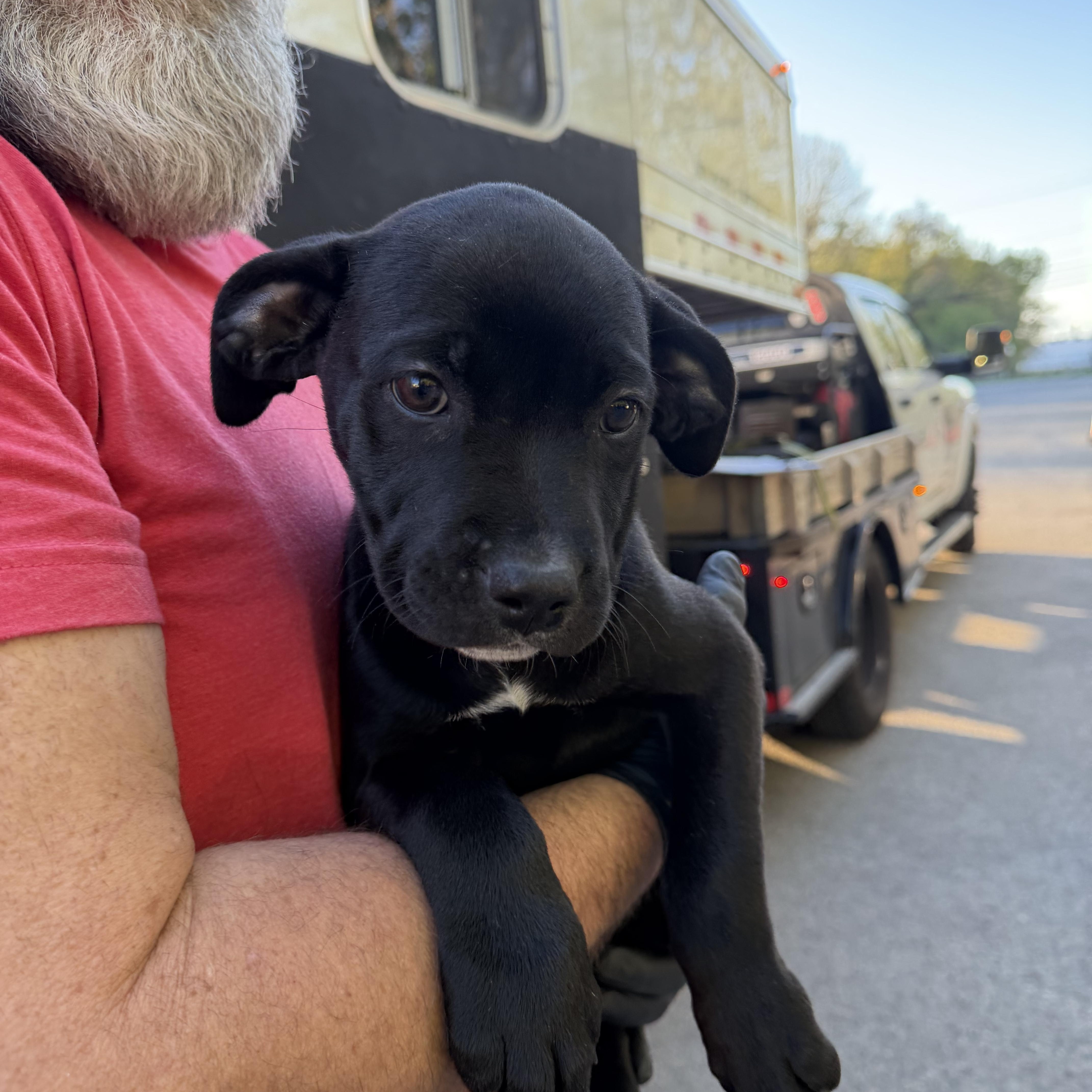 Nala, an adopted mixed breed in Cumberland, RI image 2/5