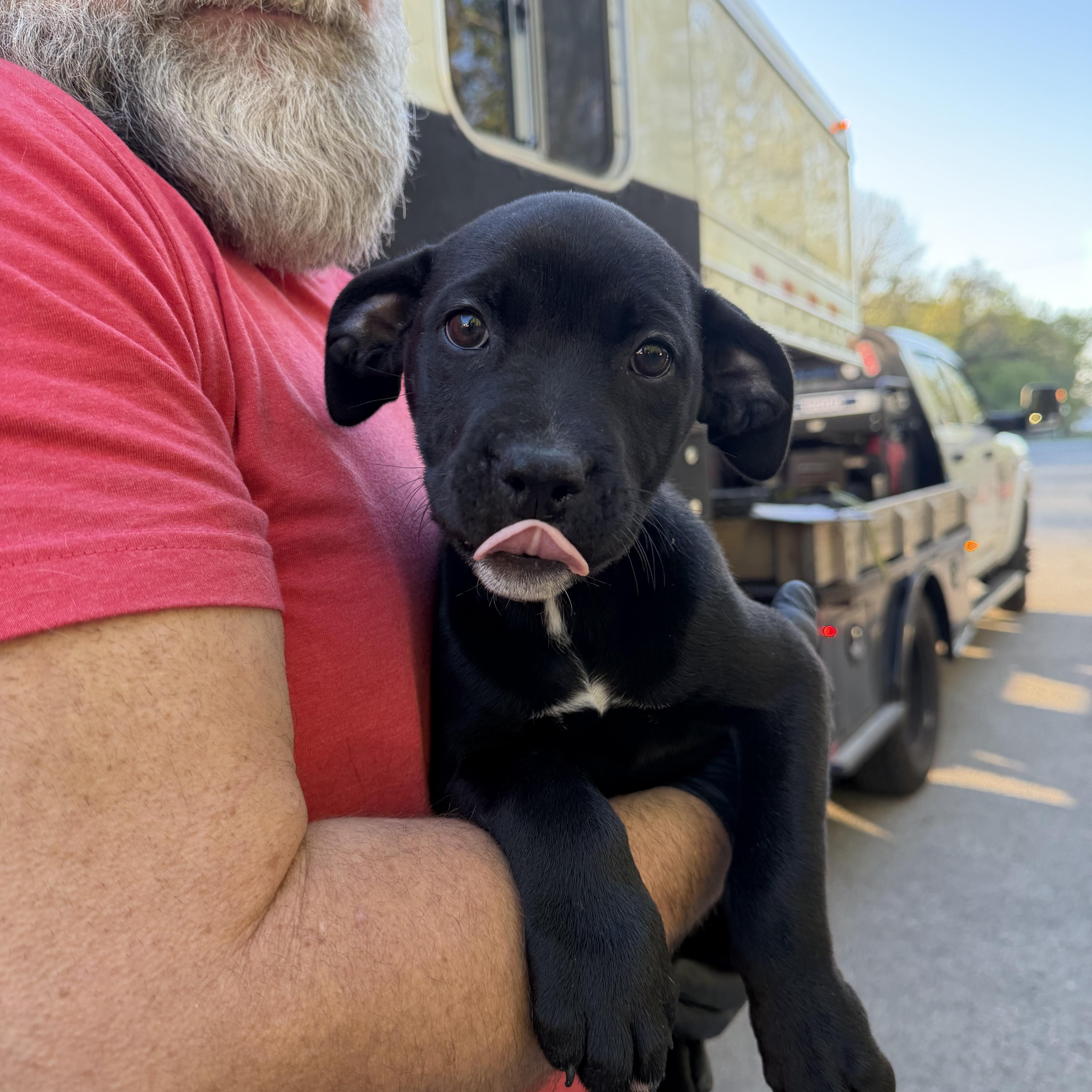 Nala, an adopted mixed breed in Cumberland, RI image 3/5