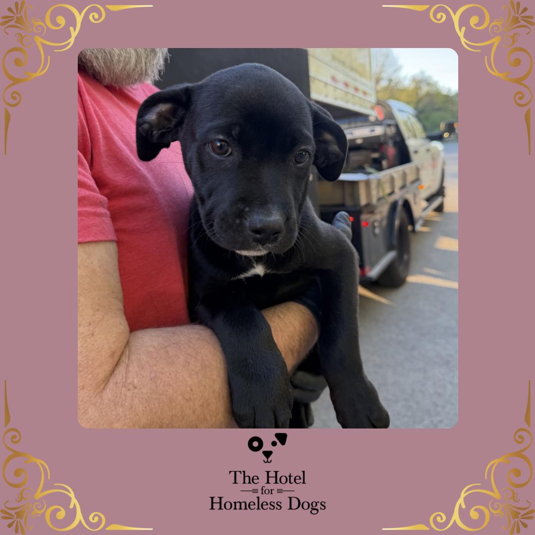 Nala, an adopted mixed breed in Cumberland, RI image 1/5