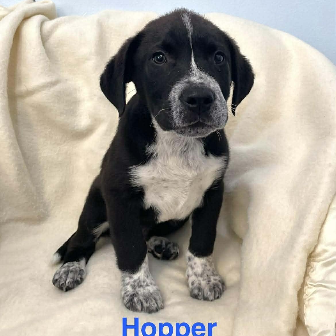 Enlarge HOPPER, an adopted mixed breed in Madisonville, LA image 1/3
